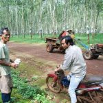 Giá cao su thấp, trộm mủ giảm hẳn