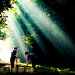 Bình minh trên những cánh rừng cao su