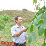 Phấn đấu đưa Quảng Nam thành “thủ phủ” cao su miền Trung