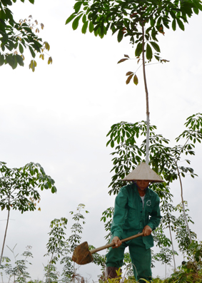 Vườn cao su tái canh sinh trưởng tốt, niềm tin đang trở lại với người trồng cao su ở Hà Giang. Ảnh: N.P