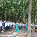 Giải pháp tận thu mủ hiệu quả của công ty CS Tây Ninh