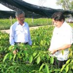 Các công ty cao su tại Campuchia: trồng mới trên 9.500 ha năm 2014