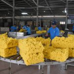 Xây dựng mô hình cung-cầu cao su thiên nhiên