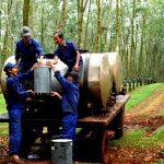 VRG khai thác đạt 23,1% KH năm