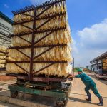 Quy trình chế biến mủ tờ ở Cao su Lộc Ninh