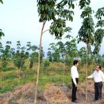 Tái canh, trồng mới: Không chạy theo diện tích
