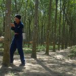 Tập trung rà soát dự án, củng cố vườn cây