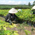 Trồng thí điểm 200 ha cao su tại huyện Tây Trà (tỉnh Quảng Ngãi)