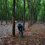 Tái cơ cấu ngành cao su theo hướng bền vững