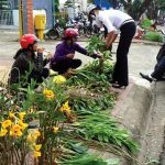 Hoa phong lan vào mùa