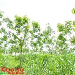 Trồng thử nghiệm hơn 100 ha  cao su tại Tây Trà (Quảng Ngãi)