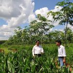 Trồng xen canh giúp tăng thu nhập