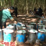 Cao su Việt Nam đầu tư mạnh vào Lào và Campuchia