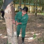 Tăng năng suất vườn cây để bù giá bán thấp