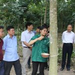 Cao su Sơn La tập huấn khai thác mủ
