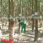 Hội thi Thợ giỏi toàn ngành: Thi thực hành 80 cây