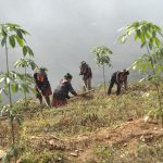 Nâng cao chất lượng vườn cây cao su phía Bắc