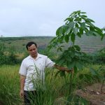 Giải pháp đồng bộ cho cao su miền núi phía Bắc