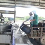 Quy định cách phát hiện tạp chất với mủ thu mua