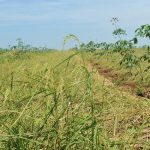 Xen canh lúa giúp cải thiện đời sống
