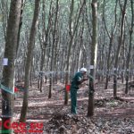 VRG đã thoái vốn hơn 976 tỷ đồng