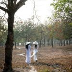 Lời tự sự của cây cao su già ở Dầu Giây