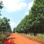 Áp giá đền bù đất trồng cao su căn cứ theo suất đầu tư