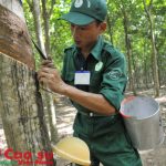 Cạo D4 trên toàn bộ diện tích mở cạo 2014 và 2015