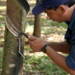Mạnh dạn  chuyển sang cạo D4 từ năm 2015