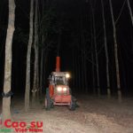 Dập dịch bệnh phấn trắng trên 5.000 ha cao su