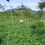 Trồng xen canh thu nhập 10 triệu đồng/ha