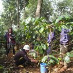 Trồng xen canh cây gì để tăng hiệu quả sử dụng đất?