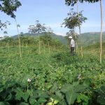 Khảo sát trồng cây dược liệu