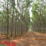 Đảng ủy VRG hướng dẫn Tuyên truyền về công tác biên giới trên đất liền