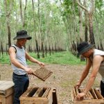 Thu nhập hàng trăm triệu từ nuôi ong trong vườn cao su