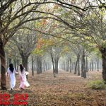 Thơ tình viết ở rừng cao su