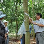 Công tác tái cơ cấu của VRG: Quyết liệt, vững chắc, hiệu quả