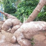 Cây mì 2 năm tuổi cho củ to