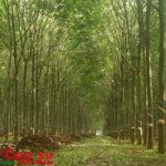 Ban hành Quy trình kỹ thuật vườn cao su xen canh