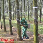 Người cán bộ Công đoàn gương mẫu