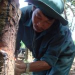 Cao su Đồng Phú tiên phong áp dụng rộng rãi cạo D4