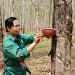 Một lòng theo nghiệp cao su
