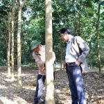 Xây dựng nhà máy chế biến ưu tiên mủ SVR 10, 20