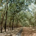 Kinh nghiệm giữ vững năng suất trên 2 tấn/ha