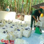 Cao su Phước Hòa: Mỗi tấn vượt kế hoạch thưởng 100.000đ