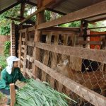 Về thôn  VAC thời cao su mất giá