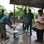 Giữ mủ tốt, sản lượng tăng