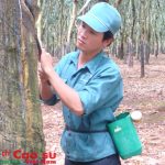 Cao su Bình Long: Hết tháng 8 khai thác đạt 53,77%