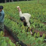 Xác định từng tiểu vùng để chọn giống thích hợp