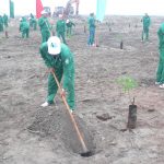 Cao su Bình Long tái canh 923 ha năm 2015